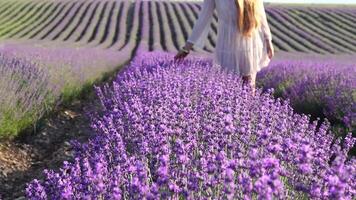 en ung kvinna försiktigt smeker lavendel- buskar med henne hand i en boho stil armband. lavendeldoftande blomning fält av skön lila blommor och bokeh. närbild. selektiv fokus. långsam rörelse video