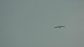 een kudde van meeuwen vlieg in bewolkt lucht over- de oceaan. silhouetten van meeuwen vliegend in langzaam beweging met de zee in de achtergrond Bij zonsondergang. avond. niemand. vrijheid concept. video