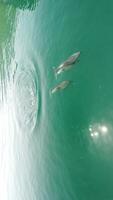 verticaal antenne visie van de dolfijnen langzaam zwemmen in kristal Doorzichtig turkoois wateren. groep van endemisch marinier zoogdieren migreren langs kustlijn net zo gezien van bovenstaande. video