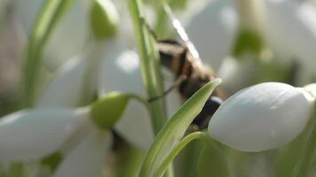 abelha poliniza floco de neve durante cedo Primavera dentro floresta. gotas de neve, flor, Primavera. querida abelha, apis mellifera visitando primeiro snowdrops em cedo primavera, sinalização fim do inverno. lento movimento, fechar acima video