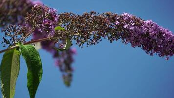 un' Comune giallo coda di rondine papilio macaone su il fiore di un' farfalla cespuglio buddleja davidii . vicino su, lento movimento video