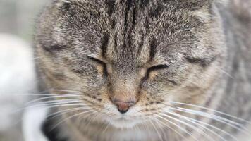 A cute happy grey tabby kitten lies and rests on the floor of the park in the rays of sunlight, looks at the camera, wiggles its ears and enjoys the morning sun. video