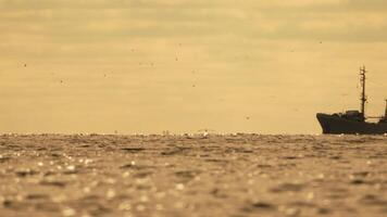 abstrait mer océan le coucher du soleil la nature Contexte avec mouettes et pêche bateau chalutier captures poisson tandis que voile sur mer à horizon dans distance voile à capture école de poisson sur calme mer surface dans été. video