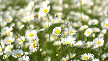 kamille. wit madeliefje bloemen in een veld- van groen gras zwaaien in de wind Bij zonsondergang. kamille bloemen veld- met groen gras. dichtbij omhoog langzaam beweging. natuur, bloemen, lente, biologie, fauna concept video