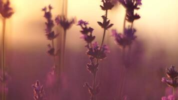 lavanda a tramonto. astratto sfocato fioritura lussureggiante viola lavanda fiori nel d'oro caldo tramonto luce. biologico lavanda olio produzione nel Europa. giardino aromaterapia. lento movimento, vicino su video