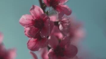 un cerca arriba de un rosado flor melocotón árbol primavera floración. suave atención video