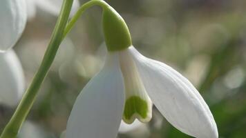 campanillas de invierno, flor, primavera. blanco campanillas floración en jardín, temprano primavera, señalización final de invierno. video