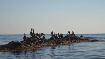 mar pássaros silhueta às pôr do sol. rebanho do corvos-marinhos, falacrocorax carbo sentar em a pedras antes pôr do sol. rebanho do aves marinhas, corvos-marinhos, gaivotas, fechar acima sentado em uma penhasco topo às pôr do sol, lento movimento video