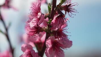 een dichtbij omhoog van een roze bloem perzik boom voorjaar bloeien. video