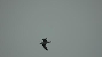 un rebaño de gaviotas mosca en calentar puesta de sol cielo terminado el océano. siluetas de gaviotas volador en lento movimiento con el mar en el antecedentes a puesta de sol. noche. nadie. libertad concepto. video