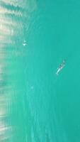 vertical aéreo ver de el delfines despacio nadando en cristal claro turquesa aguas grupo de endémico marina mamíferos migrando a lo largo línea costera como visto desde arriba. video