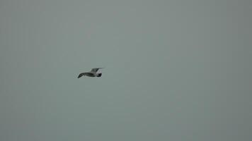 uma rebanho do gaivotas mosca dentro nublado céu sobre a oceano. silhuetas do gaivotas vôo dentro lento movimento com a mar dentro a fundo às pôr do sol. tarde. ninguém. liberdade conceito. video