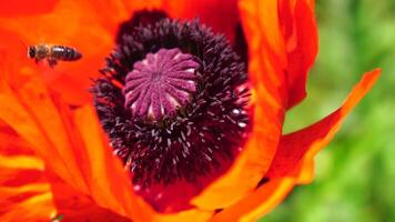 rojo amapola flor cabeza cerca arriba de pétalo. amapolas en el prado salvaje amapola campo, balanceo por viento. macro. de cerca de cierne amapolas claro de rojo amapolas suave atención difuminar. papaver sp. video