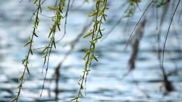 close-up branches of a weeping willow branches with fresh green spring goslings shaking in the wind, set against a background of blue lake water. tranquil and peaceful scene. slow motion. video