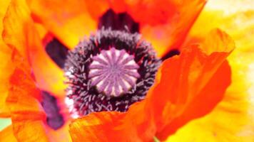 rojo amapola flor cabeza cerca arriba de pétalo. amapolas en el prado salvaje amapola campo, balanceo por viento. macro. de cerca de cierne amapolas claro de rojo amapolas suave atención difuminar. papaver sp. video