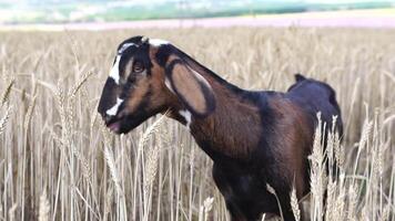 Brown goat grazing on wheat in the field, rural farm animal scene, countryside. Slow motion video