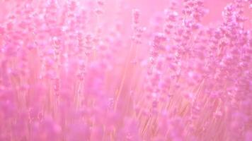 lavanda i campi con fragrante viola fiori fioritura a tramonto. lussureggiante lavanda cespugli nel infinito righe. biologico lavanda olio produzione nel Europa. giardino aromaterapia. lento movimento, vicino su video