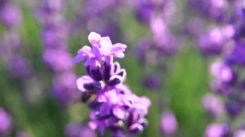 bloeiend lavendel in een veld- Bij zonsondergang. Provence, Frankrijk. dichtbij omhoog. selectief focus. langzaam beweging. lavendel bloem voorjaar achtergrond met mooi Purper kleuren en bokeh lichten. video