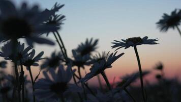 ein Feld von Weiß Blumen mit ein schön Sonnenuntergang im das Hintergrund. das Blumen sind im voll blühen und das Himmel ist ein mischen von Orange und Rosa Farbtöne. das Szene ist heiter und friedlich, mit das Blumen. video