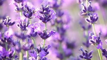 lavande fleur Contexte avec magnifique violet couleurs et bokeh lumières. épanouissement lavande dans une champ à le coucher du soleil dans Provence, France. sélectif se concentrer. lent mouvement, proche en haut video
