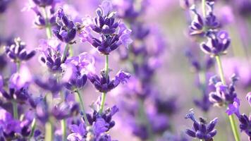 lavanda flor antecedentes con hermosa púrpura colores y bokeh luces. floreciente lavanda en un campo a puesta de sol en provenza, Francia. selectivo enfocar. lento movimiento, cerca arriba video