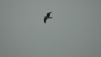 uma rebanho do gaivotas mosca dentro caloroso pôr do sol céu sobre a oceano. silhuetas do gaivotas vôo dentro lento movimento com a mar dentro a fundo às pôr do sol. tarde. ninguém. liberdade conceito. video