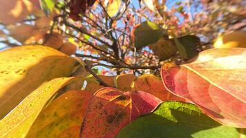 reif Kakis schmücken Baum Geäst. Kakis hängen von Baum Geäst mit beschwingt Blätter im Herbstgeküsst Garten, präsentieren Natur saisonal Übergang. organisch Landwirtschaft Produktion. Öko Landwirtschaft video