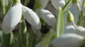 abeille pollinise perce-neige pendant de bonne heure printemps dans forêt. perce-neige, fleur, printemps. mon chéri abeille, apis mellifère visite premier perce-neige sur de bonne heure printemps, signalisation fin de l'hiver. lent mouvement, proche en haut video