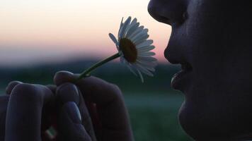 A woman is smelling a daisy flower at sunset on blooming summer field. Chamomile. White daisy flowers in a field of green grass at sunset. Nature, flowers, spring, biology, fauna concept video