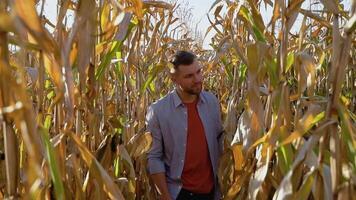 Confident agronomist walking along corn field for inspection. Harvest care concept video