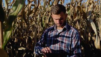 Agronomist checking corn if ready for harvest with tablet. Portrait of farmer video