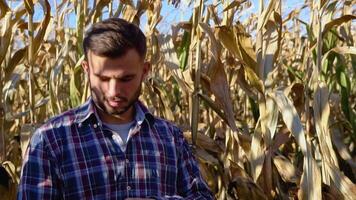 agrônomo verificação milho E se pronto para colheita. retrato do agricultor video