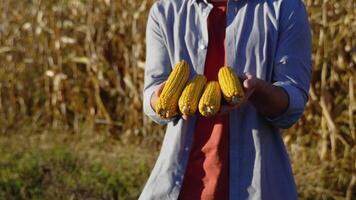 fechar-se do uma agricultores mãos segurando uma espiga do milho e verificação a qualidade do a sementes. agricultores trabalhos dentro a milho campo video