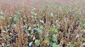 mûr soja dosettes proche en haut, cultivé biologique agricole surgir video