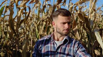 Agronomist checking corn if ready for harvest. Portrait of farmer video