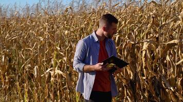 joven granjero examinar maíz semilla en maíz campos durante cosecha video