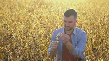 agronom inspekterande soja böna gröda växande i de bruka fält. lantbruk produktion begrepp video