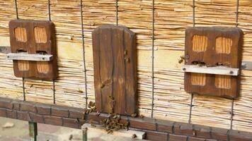 Wooden beehive and bees. Beehive with honey bees, frames of the hive, top view. Soft focus video