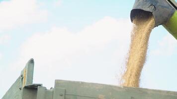 Combine harvester transferring freshly harvested wheat to tractor-trailer for transport, in background sunlight, blue sky with clouds video