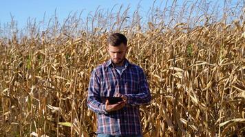 Agronomist checking corn if ready for harvest with tablet. Portrait of farmer video