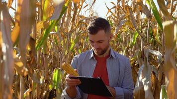 Agronomist checking corn if ready for harvest video