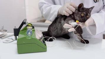 The veterinarian makes injection to cat using medical dropper video