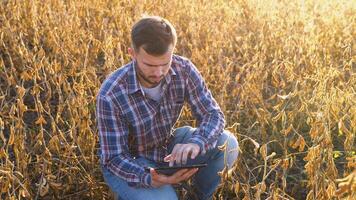Young agronomist examines soybean crop on field in summer. Farmer on soybean field video