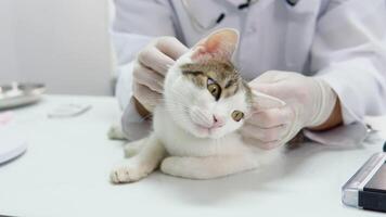 A cat having a check-up at a small animal vet clinic. Vet stroking a fluffy domestic cat before procedure video