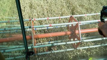 Harvester gathering crop of ripe wheat in field. Working process on farm. View from combine cabin riding through grain plantation and cutting rye stalks. Food industry or agronomy concept video