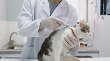 veterinário examinando gato dentro a veterinario clínica. fofo gato dentro a hospital com médico video