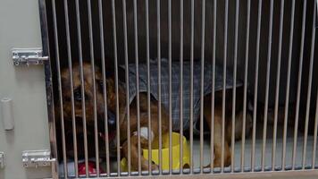 Mixed breed dog in animal shelter kennel cage sad face lonely scared at veterinary clinic video