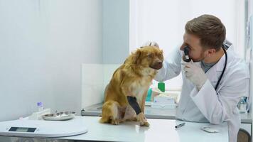 Portrait of mature veterinarian examining the dog's eyes at vet clinic video