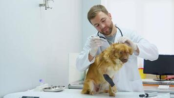 Portrait of mature veterinarian examining ears and hearing of dog at vet clinic video