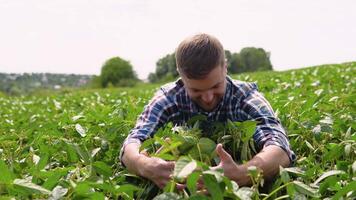 Young farmer in soybean fields. Farmer agronomist on a growing green soybean field. Agricultural industry video